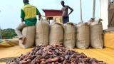 campagne-du-cacao-2026-2027-pourquoi-le-kilo-ne-pouvait-pas-valoir-plus-de-1-200-fcfa
