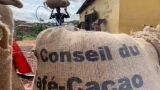 le-snt-en-marche-le-cacao-commence-a-affluer-dans-les-ports-ivoiriens-dabidjan-et-de-san-pedro