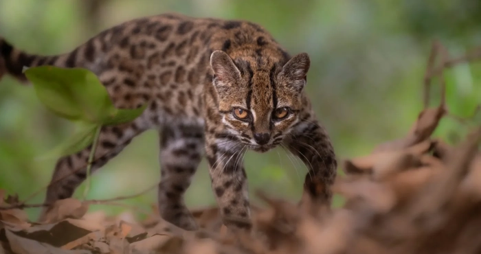 bolivie-une-nouvelle-espece-de-chat-sauvage-decouverte