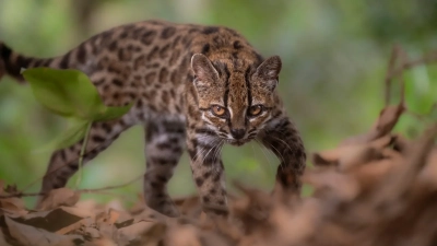 bolivie-une-nouvelle-espece-de-chat-sauvage-decouverte