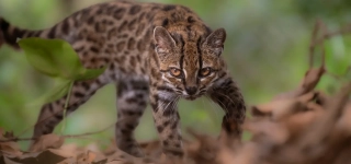 bolivie-une-nouvelle-espece-de-chat-sauvage-decouverte
