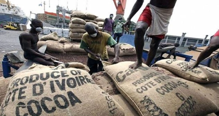 livraisons-de-cacao-aux-ports-dabidjan-et-san-pedro-la-barre-des-50-000-tonnes-de-cacao-franchi