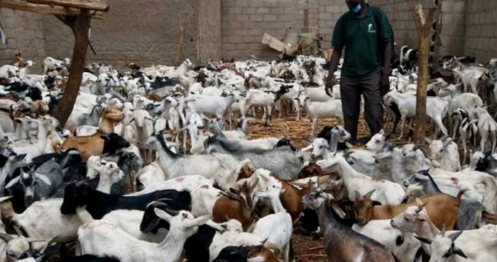 peste-des-petits-ruminants-lafrique-a-rome-pour-capter-des-fonds-pour-eradiquer-la-maladie