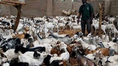 peste-des-petits-ruminants-lafrique-a-rome-pour-capter-des-fonds-pour-eradiquer-la-maladie