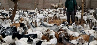 peste-des-petits-ruminants-lafrique-a-rome-pour-capter-des-fonds-pour-eradiquer-la-maladie