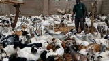 peste-des-petits-ruminants-lafrique-a-rome-pour-capter-des-fonds-pour-eradiquer-la-maladie