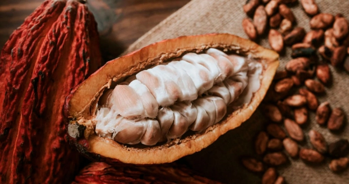 creation-dun-institut-du-cafe-cacao-en-cote-divoire
