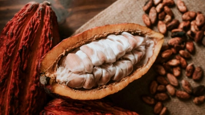 creation-dun-institut-du-cafe-cacao-en-cote-divoire