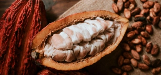 creation-dun-institut-du-cafe-cacao-en-cote-divoire