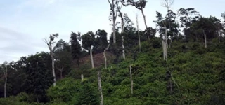 patrimoine-agroforestier-le-gouvernement-ivoirien-redefinit-les-limites-de-14-forets-classees