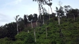 patrimoine-agroforestier-le-gouvernement-ivoirien-redefinit-les-limites-de-14-forets-classees