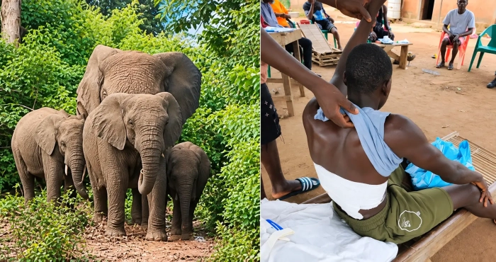 agression-animaliere-un-elephant-blesse-grievement-un-jeune-de-badikaha-dans-un-champs-de-mais