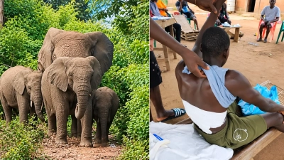 agression-animaliere-un-elephant-blesse-grievement-un-jeune-de-badikaha-dans-un-champs-de-mais