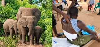 agression-animaliere-un-elephant-blesse-grievement-un-jeune-de-badikaha-dans-un-champs-de-mais
