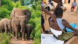 agression-animaliere-un-elephant-blesse-grievement-un-jeune-de-badikaha-dans-un-champs-de-mais