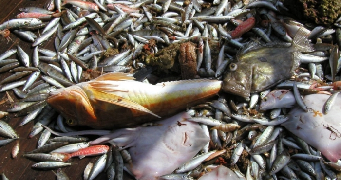 crise-du-poisson-le-gouvernement-rassure-les-commercantes-avec-des-reductions-de-prix