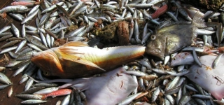 crise-du-poisson-le-gouvernement-rassure-les-commercantes-avec-des-reductions-de-prix