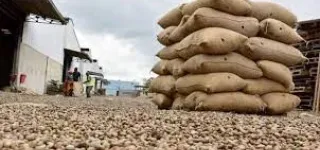 developpement-de-la-filiere-anacarde-des-transformateurs-nationaux-sengagent-dans-la-vision-du-gouvernement