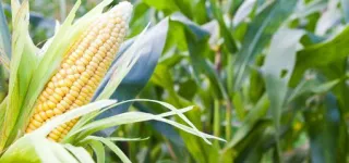 tout-savoir-sur-les-vertus-du-mais