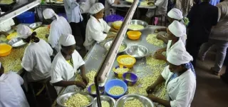 noix-de-cajou-des-transformateurs-en-difficulte-appellent-letat-au-secours