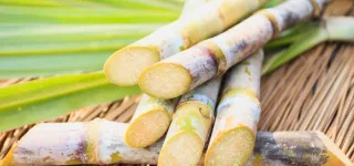 canne-a-sucre-une-panacee-aux-innombrables-vertus