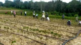 developpement du secteur agricole les projets agro industriels de ouattara prennent forme au nord