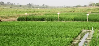 riziculture-5-milliards-de-fcfa-de-la-bidc-pour-lamenagement-dun-perimetre-rizicole-dans-le-nord-du-pays