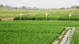 riziculture 5 milliards de fcfa de la bidc pour lamenagement dun perimetre rizicole dans le nord du pays