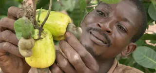 vente-de-lanacarde-ivoirien-sur-le-marche-americain-les-producteurs-se-prononcent