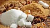 developpement industrielle la filiere sucre atteint une production record de de 112 324 tonnes