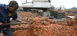 palmier-a-huile-quand-la-bonne-sante-de-la-filiere-fait-laffaire-des-actionnaires