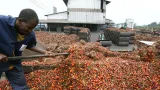 palmier a huile quand la bonne sante de la filiere fait laffaire des actionnaires