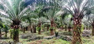 filiere-palmier-a-huile-voici-les-attentes-des-acteurs