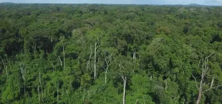 restaurer-le-couvert-forestier-detruit-un-defi-surmontable-pour-la-cote-divoire