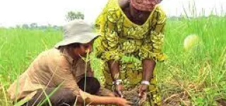 agroforesterie-le-centre-de-semence-de-la-sodefor-pour-faire-pousser-la-foret-ivoirienne
