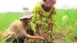 agroforesterie le centre de semence de la sodefor pour faire pousser la foret ivoirienne