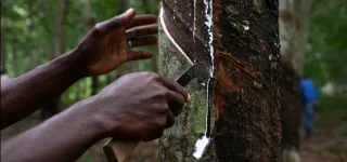 lutte-contre-la-desertification-la-culture-de-lhevea-pour-coloniser-la-savane