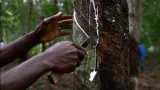 lutte contre la desertification la culture de lhevea pour coloniser la savane