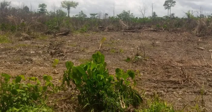 litige-foncier-a-bingerville-une-decision-du-conseil-detat-cree-de-vives-tensions-dans-un-village