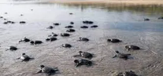 dossier-quinzaine-de-lenvironnement-la-cote-divoire-expose-ses-solutions-contre-les-marees-noires