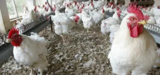 entrepreunariat-production-avicole-comment-faire-fortune-dans-lelevage-du-poulet