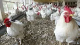 entrepreunariat production avicole comment faire fortune dans lelevage du poulet