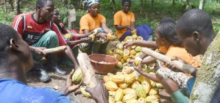 business-ces-secteurs-les-plus-prometteurs-en-cote-divoire