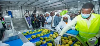 agro-alimentaire-des-produits-corporels-a-base-de-mangue-produits-en-cote-divoire