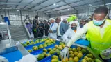 agro alimentaire des produits corporels a base de mangue produits en cote divoire