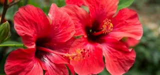 hibiscus-une-fleur-qui-nourrit-et-repare-les-peaux-dessechees-ou-abimees