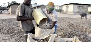 amelioration-des-conditions-de-vie-des-producteurs-plus-de-16-000-milliards-de-fcfa-de-revenus-financiers-distribues-aux-planteurs-depuis-2012