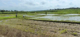 riziculture-1-116-ha-de-riz-amenages-par-le-projet-de-pole-agro-industriel-du-belier-2pai-belier-depuis-2018