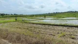 riziculture 1 116 ha de riz amenages par le projet de pole agro industriel du belier 2pai belier depuis 2018