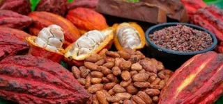 non-respect-des-engagements-pour-soutenir-les-producteurs-la-cote-divoire-et-le-ghana-se-revoltent-contre-les-multinationales-du-cacao